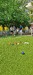 boccia4.jpg