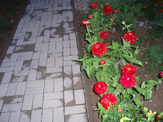Cesta domov